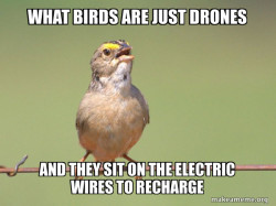 Common Opinion Sparrow