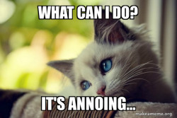 First World Cat Problems