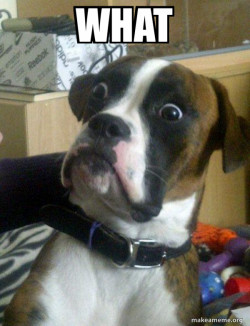 Skeptical Dog