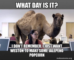 Hump Day Camel