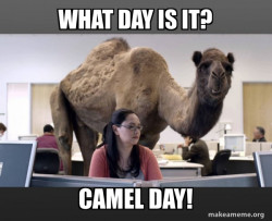 Hump Day Camel