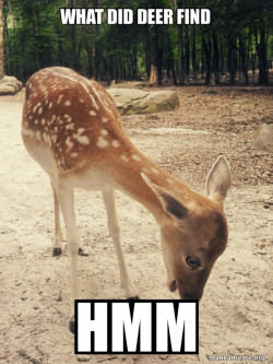 O M G Deer