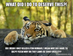 Confession Tiger
