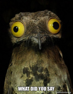 Weird Stuff I do Potoo