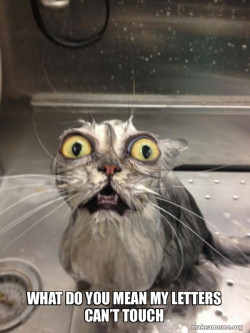 Cat bath