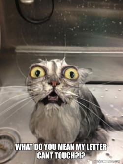 Cat bath