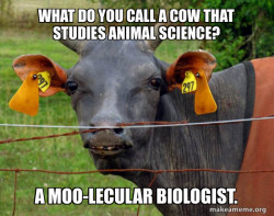 Hairless Cow