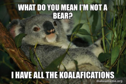 Laid Back Koala