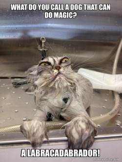 Cat Bath Returns