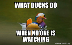 Fashionable Advice Mallard