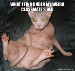 Hairless Cat