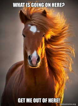 Ridiculously photogenic horse