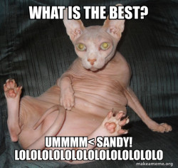 Hairless Cat