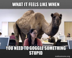 Hump Day Camel