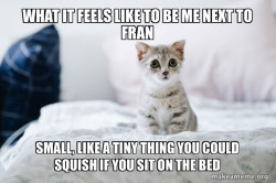 Cute Kitten