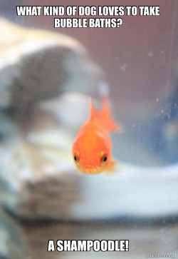 Grumpy Fish
