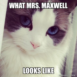 Ridiculously Photogenic Cat