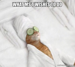 Pampered Cat Meme