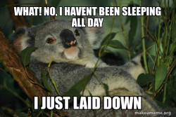 Laid Back Koala