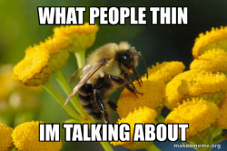 Good Guy Bee