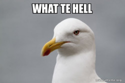 Stuff That Didn't Happen Seagull