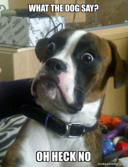 What the dog say?