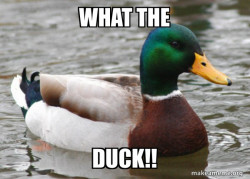 Actual Advice Mallard