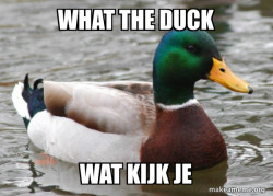 Actual Advice Mallard
