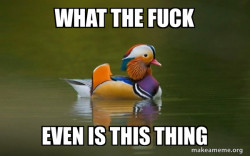 Fashionable Advice Mallard