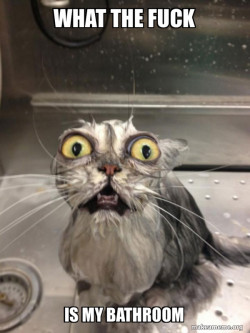 Cat bath