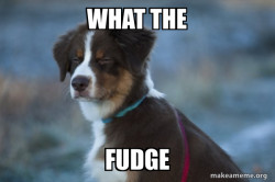 Unsure Dog