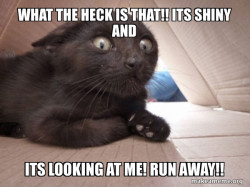 Schitzo Cat