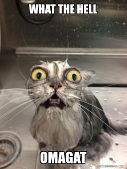 Cat bath