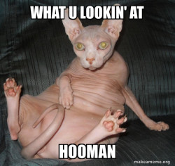 Hairless Cat