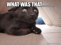 Schitzo Cat