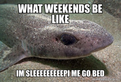 Dirty Joke Dogfish