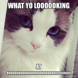 Ridiculously Photogenic Cat