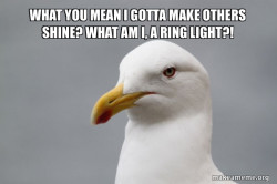 Stuff That Didn't Happen Seagull