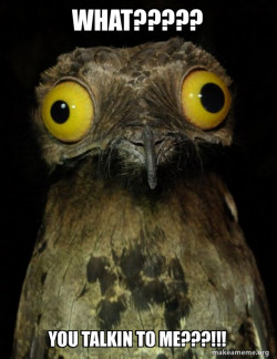 Weird Stuff I do Potoo