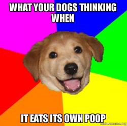 Advice Dog