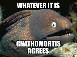 Gnathomortis agrees