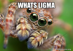 Hipster Spider