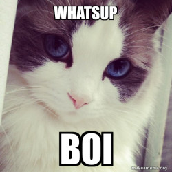 Ridiculously Photogenic Cat