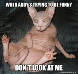 Hairless Cat