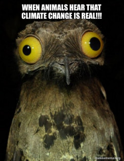 Weird Stuff I do Potoo