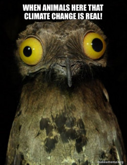 Weird Stuff I do Potoo