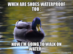 Zen Advice Mallard