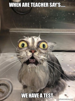 Cat bath
