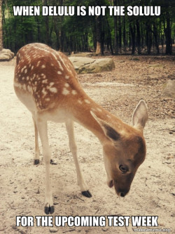 O M G Deer