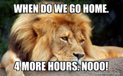 Confession Lion